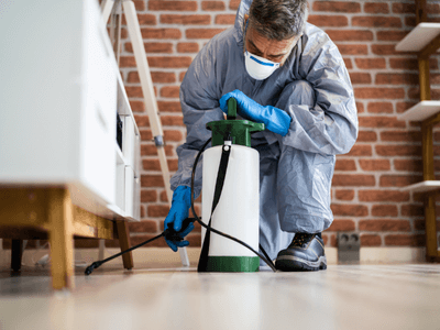 About Duck Creek Mice Removal - mice removal experts in Duck Creek